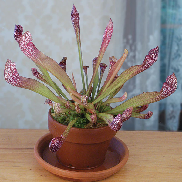 Pitcher Plant 'Scarlet Belle' (Sarracenia hybrid)