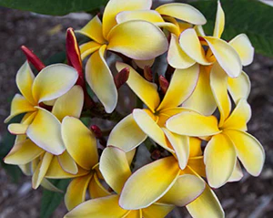 Plumeria ‘Novelty’ (Plumeria rubra hybrid)