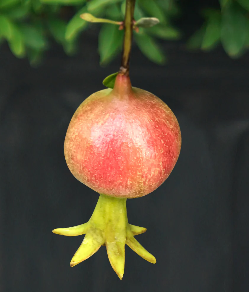 Pomegranate Plant Peppy Le Pom™ PPAF (Punica granatum hybrid) - Image 3