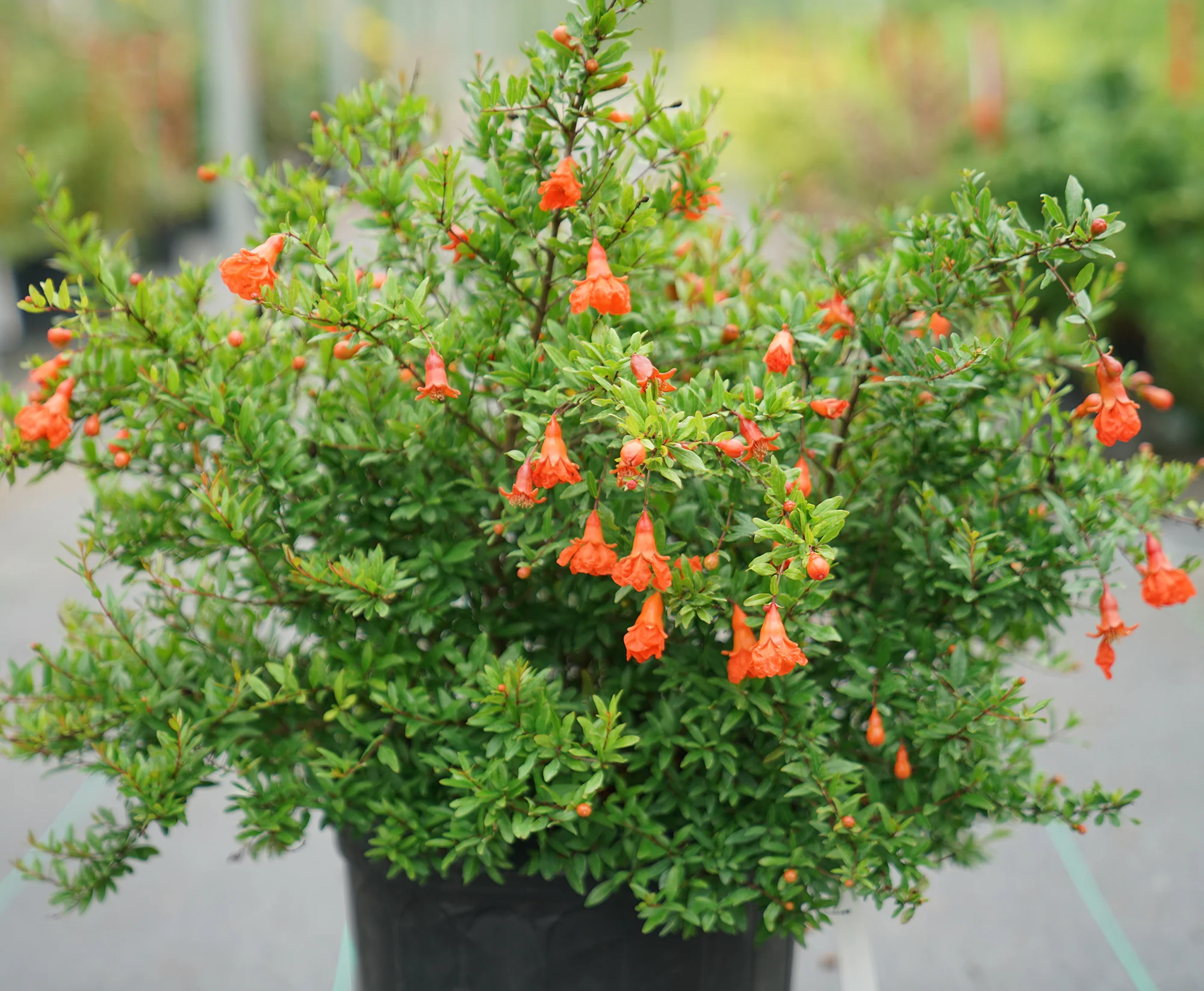 Pomegranate Plant Peppy Le Pom™ PPAF (Punica granatum hybrid) - Image 4