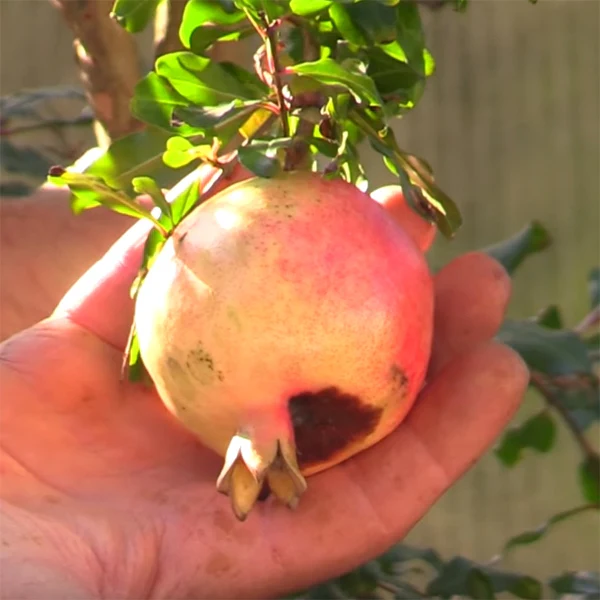 Pomegranate Tree ‘Big Red’ (Punica granatum) - Image 2