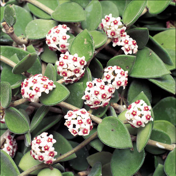 Porcelain Flower Hoya (Hoya nummularioides)