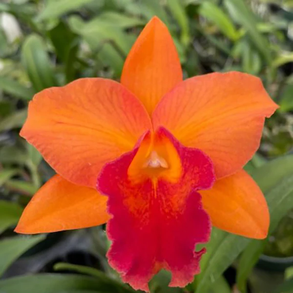 Potinara Orchid Orglade’s Tradition ‘Sunset’ AM/AOS (Potinara hybrid)