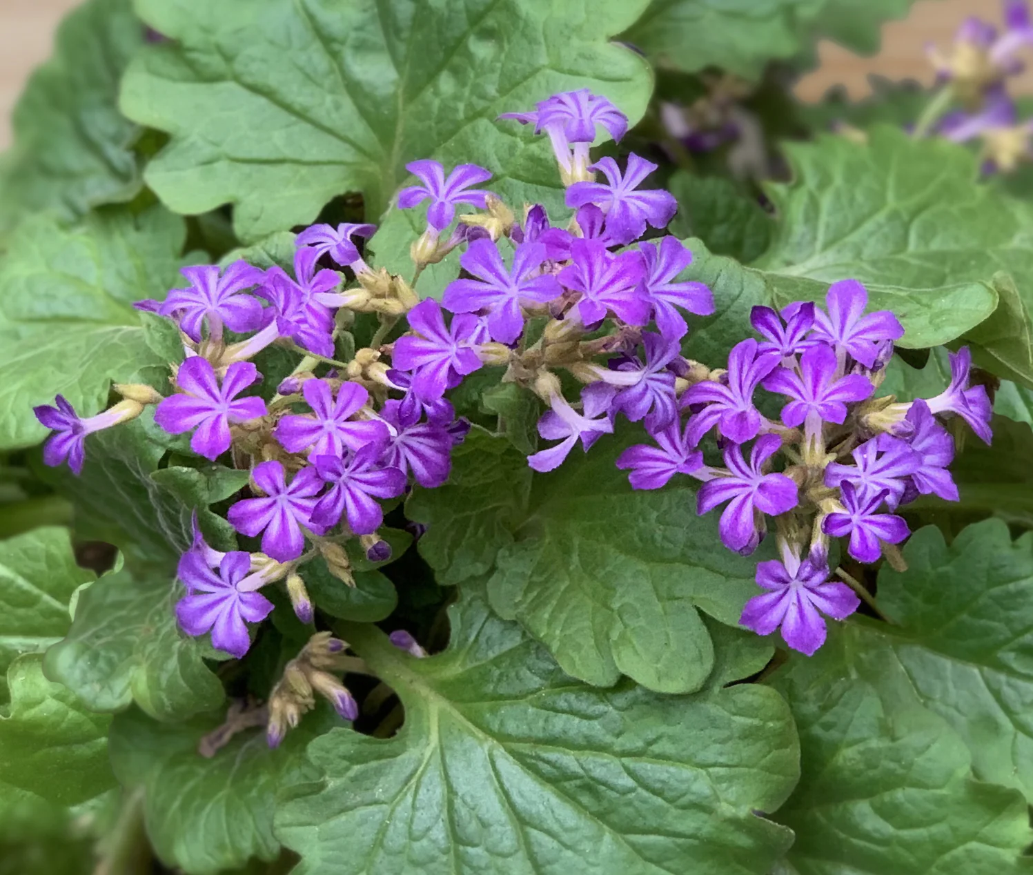 Primulina tabacum (Primulina species)