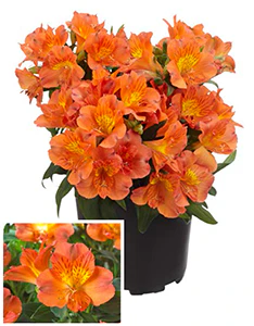 Princess Lily® ‘Amina’ PP (Alstroemeria hybrid)