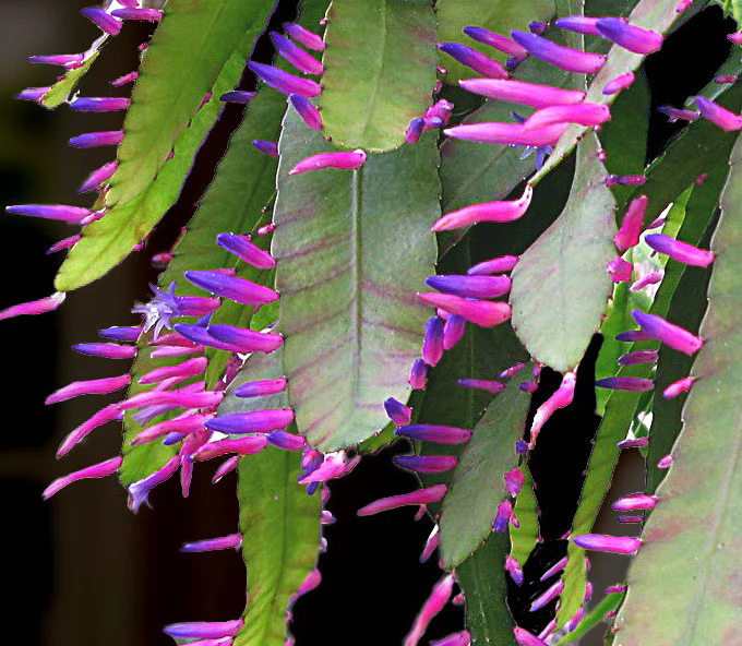 Pseudorhipsalis ‘Blue Flame’ (Pseudorhipsalis amazonica)