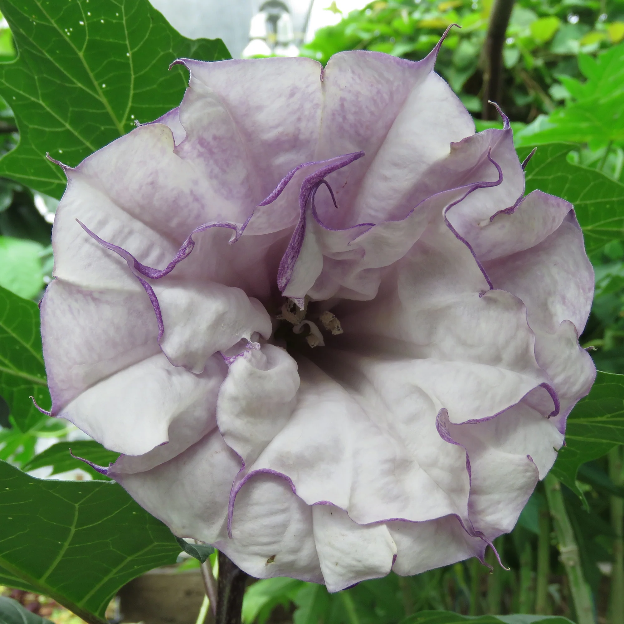 Purple Horn-of-Plenty (Datura metel) - Image 2