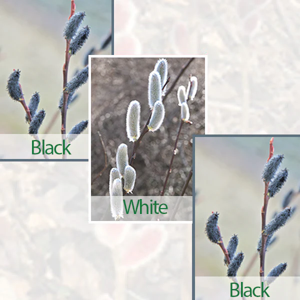 Pussy Willow Collection: 2 Black, 1 White (Salix)