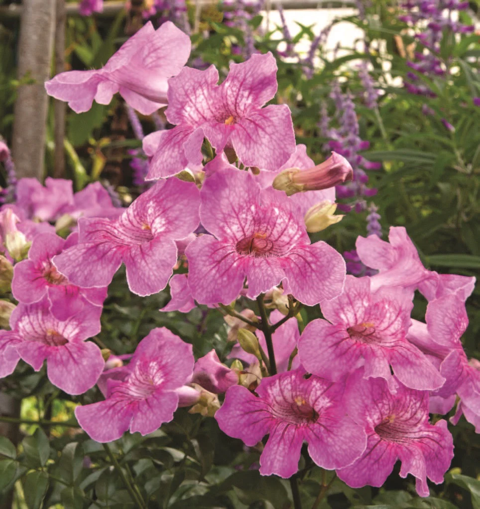 Queen of Sheba Vine (Podranea brycei)
