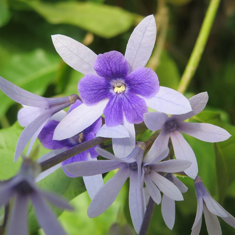 Queen’s Wreath (Petrea volubilis) - Image 2