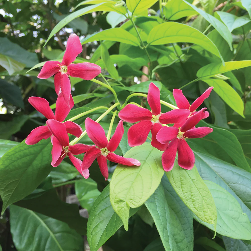 Rangoon Creeper (Quisqualis indica) - Image 2