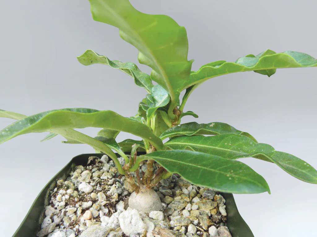 Raphionacme (Raphionacme flanaganii)