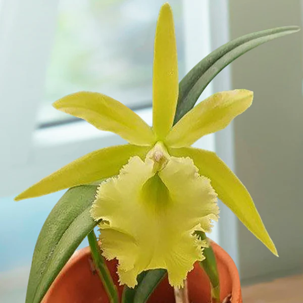 Rby. Orchid Raingreen’s Splendor (Rhynchobrassoleya hybrid)