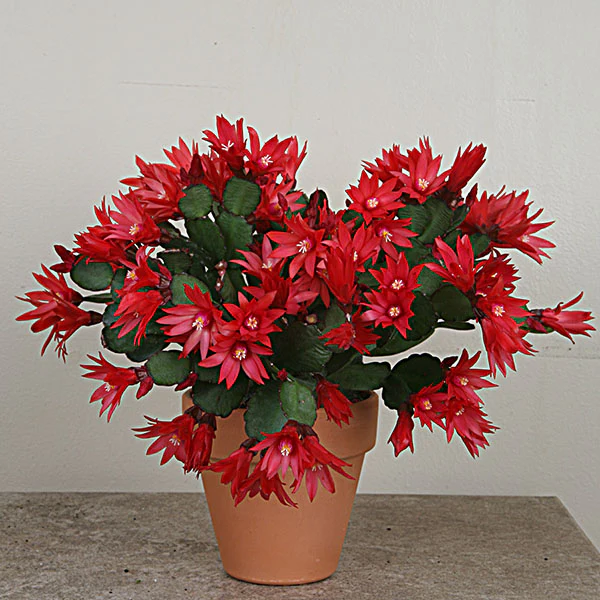 Red Easter Cactus 'Scorpius'  (Rhipsalidopsis gaertneri)
