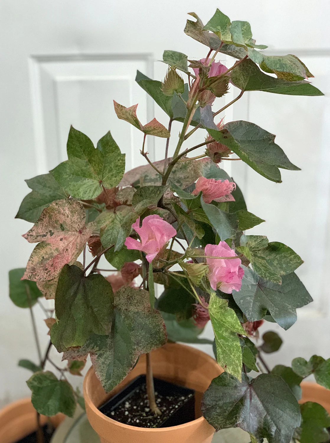 Red Variegated Cotton Plant (Gossypium ‘Albe Red Variegated’) - Image 2