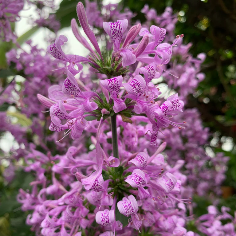 Ribbon Bush (Hypoestes aristata) - Image 2