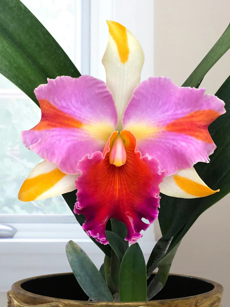 Rlc. Orchid Amazing Thailand (Rhyncholaeliocattleya hybrid)