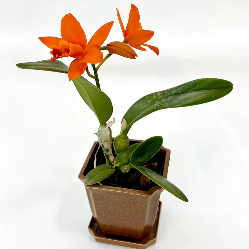 Rlc Orchid Linda Vee ‘Kira’ (Rhyncholaeliocattleya hybrid) - Image 2