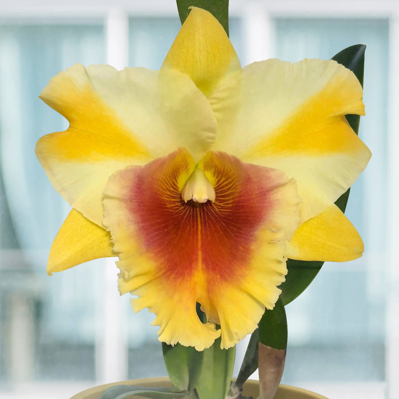 Rlc Orchid Miss Thailand ‘Apasra’ (Rhyncholaeliocattleya hybrid)