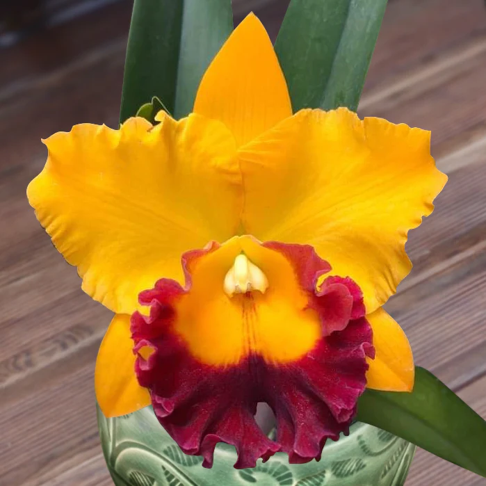 Rlc Orchid Siam Treasure ‘No. 2’ (Rhyncholaelio cattleya hybrid)
