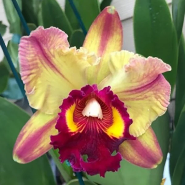 Rlc Orchid Toshie Aoki ‘Pizazz’ (Rhyncholaeliocattleya hybrid)