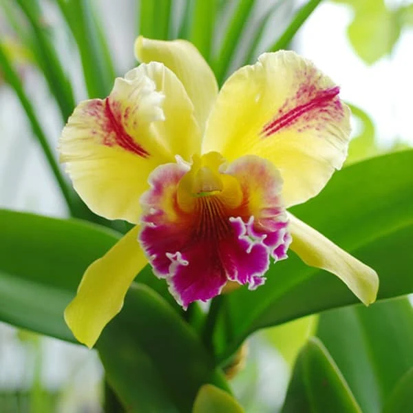 Rlc Orchid Waianae Leopard x Ctt Why Not ‘Orange Paradise’ (Rhyncholaelio cattleya hybrid) - Image 2