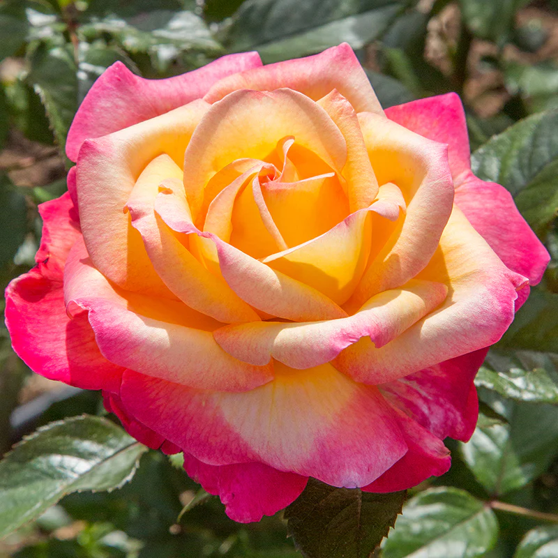 Rose Enchanted Peace™ PP (Rosa hybrid)