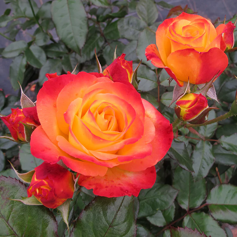Rose Oso Easy En Fuego® (Rosa hybrid)