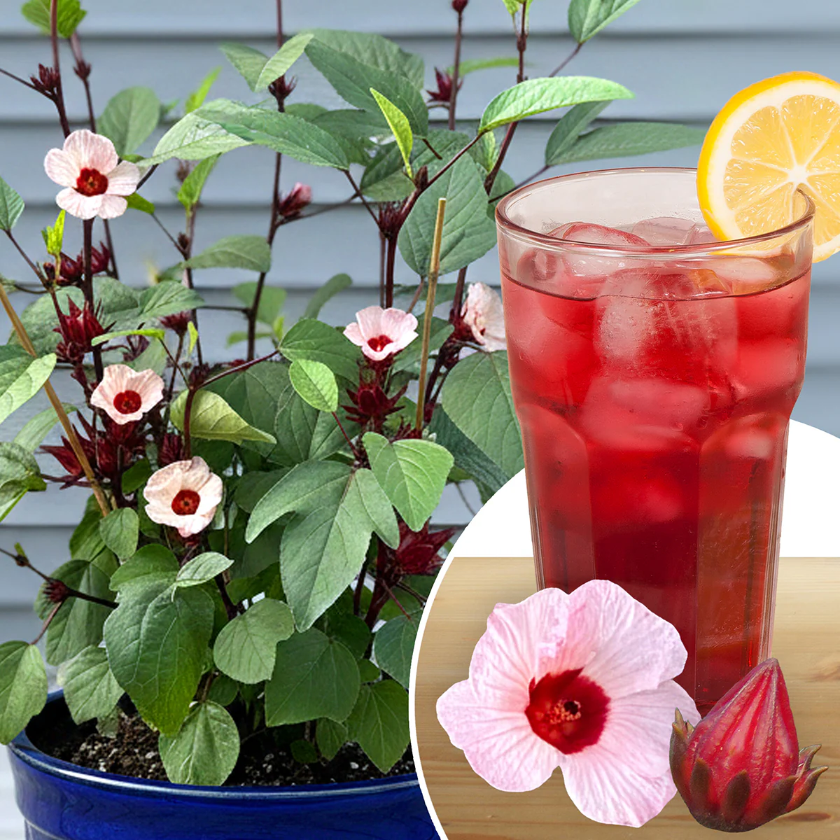 Roselle Jamaican Hibiscus Tea Plant (Hibiscus sabdariffa)