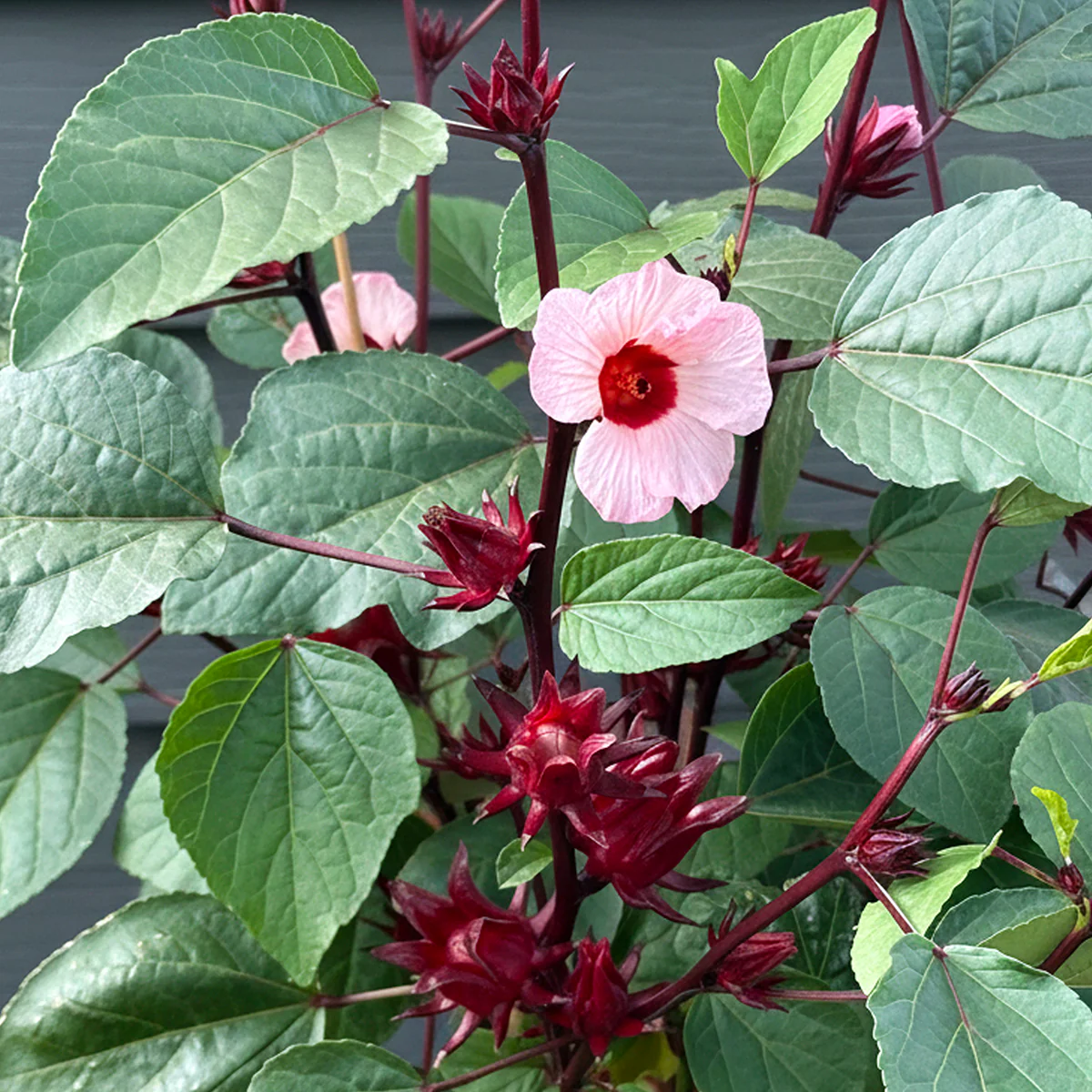 Roselle Jamaican Hibiscus Tea Plant (Hibiscus sabdariffa) - Image 2