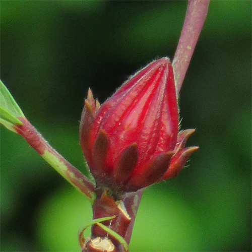 Roselle Jamaican Hibiscus Tea Plant (Hibiscus sabdariffa) - Image 3