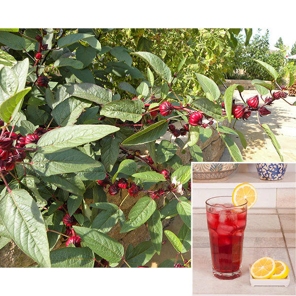 Roselle Jamaican Hibiscus Tea Plant (Hibiscus sabdariffa) - Image 4