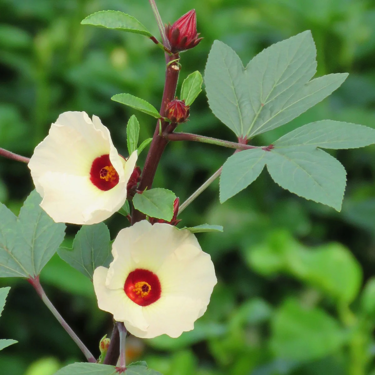 Roselle Jamaican Hibiscus Tea Plant (Hibiscus sabdariffa) - Image 5