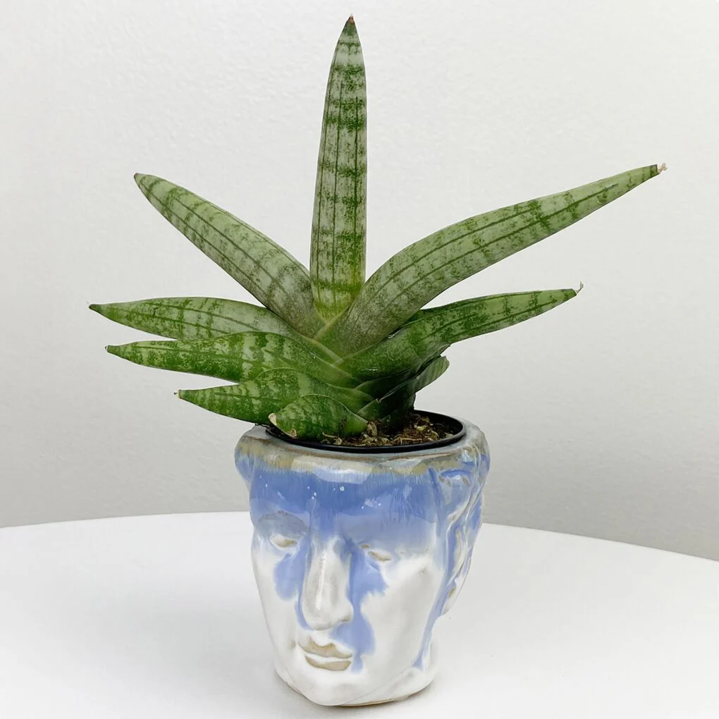 Sansevieria ‘Boncel’ (Sansevieria cylindrica hybrid)