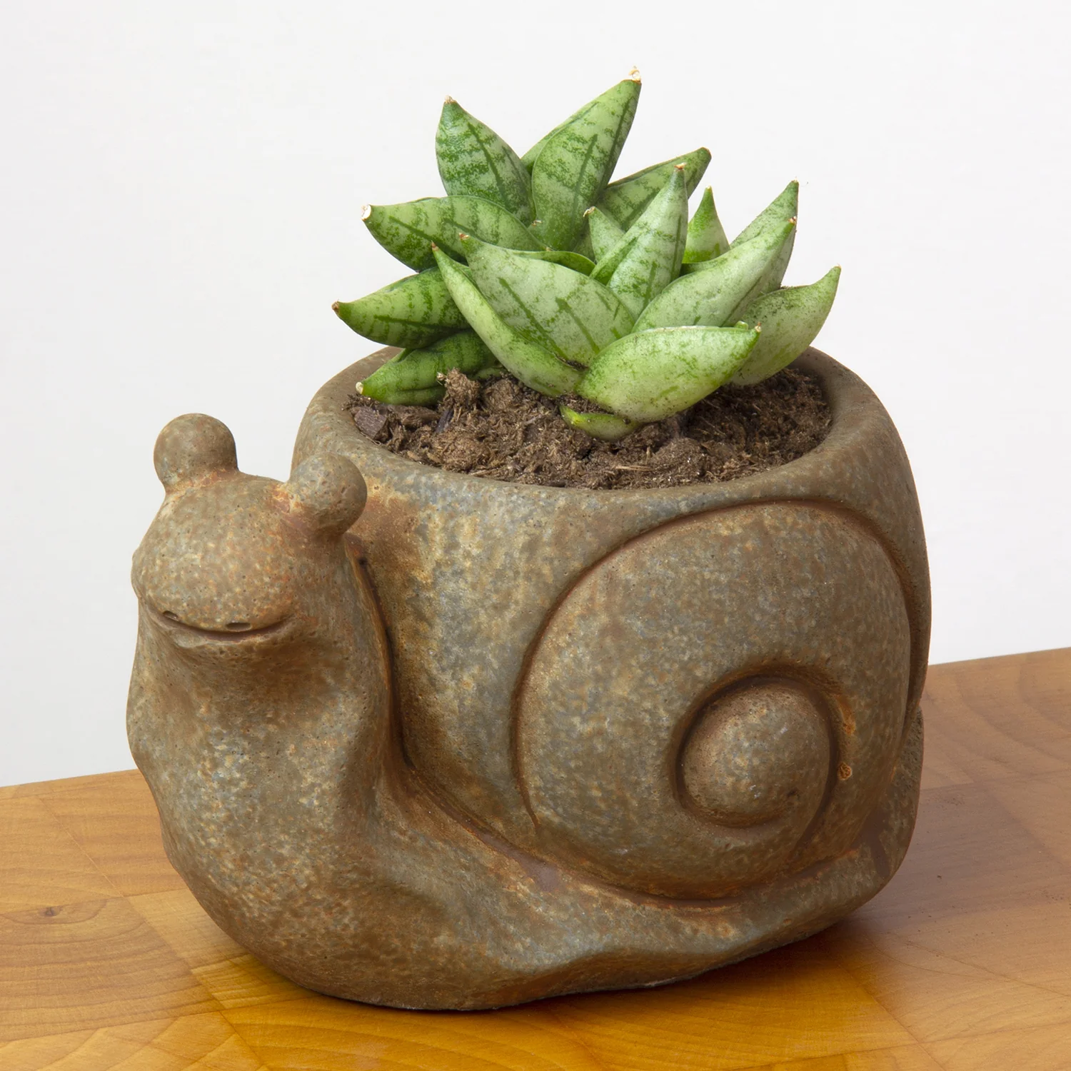 Sansevieria ‘Dwarf Boncel’ (Sansevieria cylindrica)