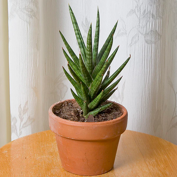 Sansevieria Francissi ‘Spiky’ (Sansevieria hybrid)