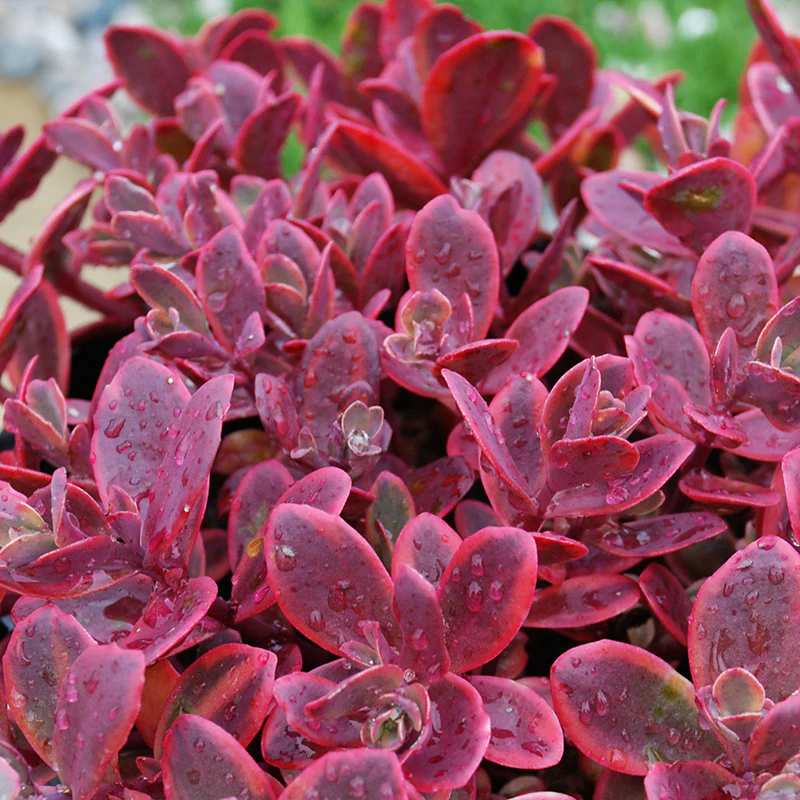 Sedum Sunsparkler® ‘Wildfire’ PP (Sedum hybrid)