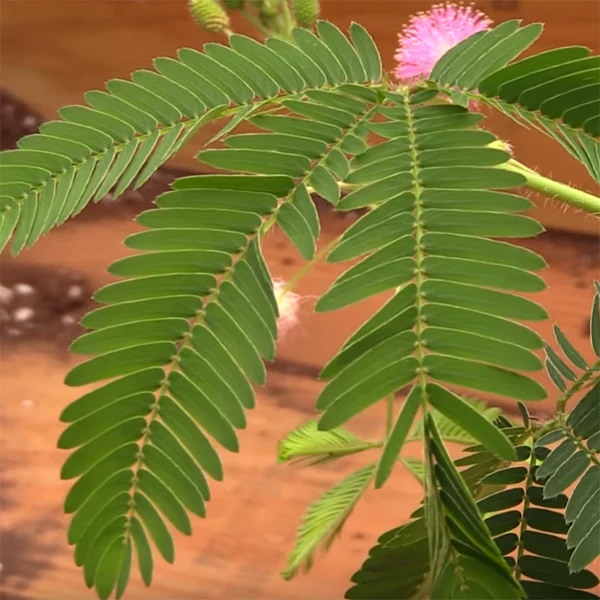 Sensitive Plant (Mimosa pudica) - Image 2