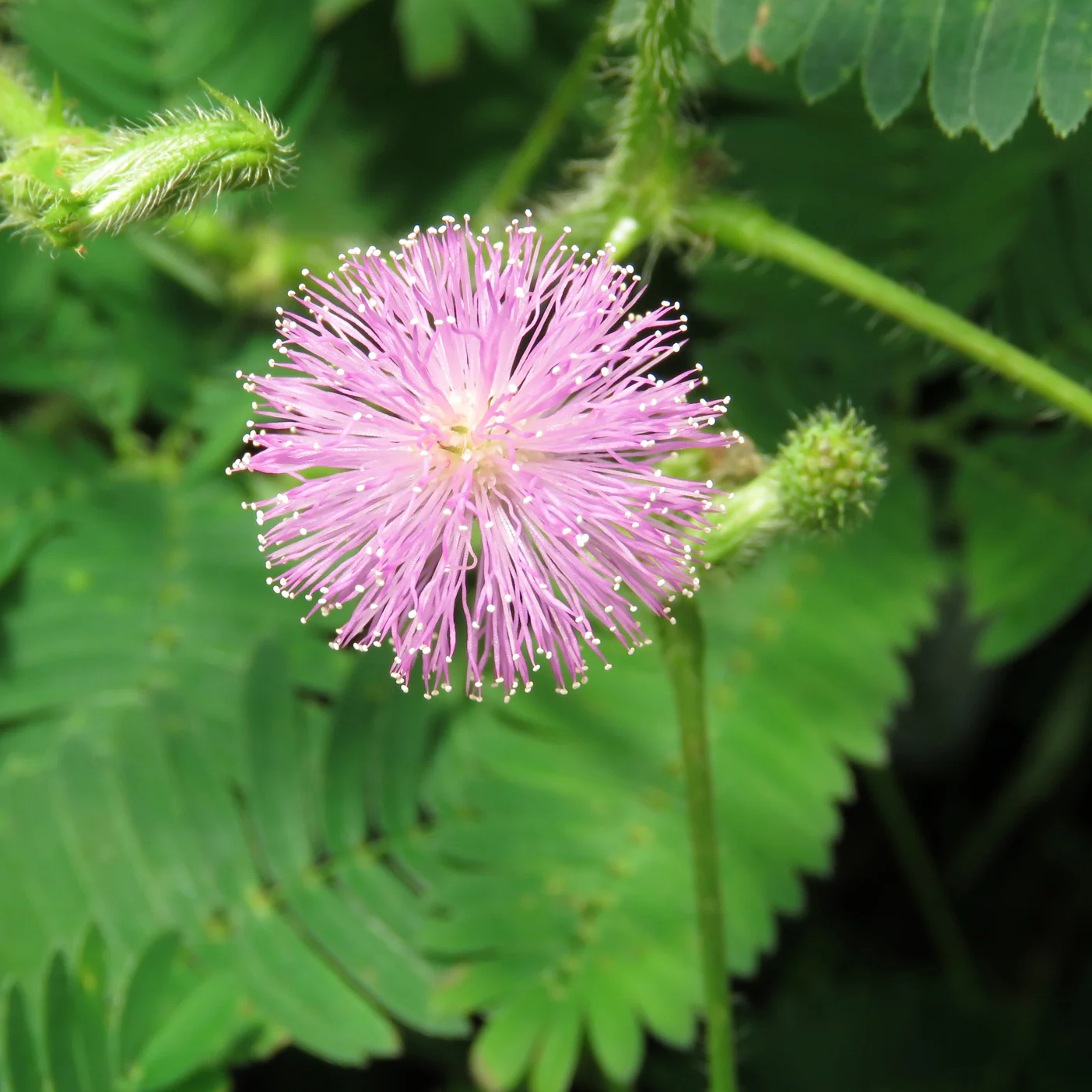 Sensitive Plant (Mimosa pudica) - Image 3