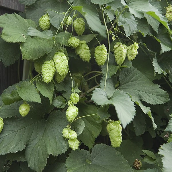 Set of Hops 'Willamette' and 'Nugget'