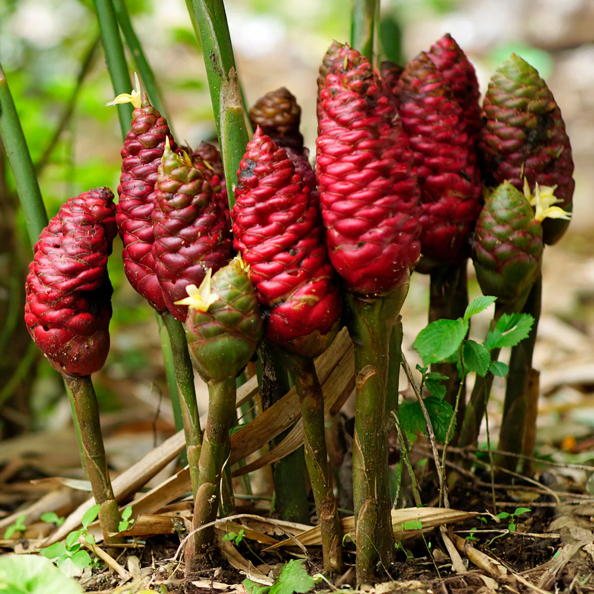 Shampoo Ginger Plant (Zingiber zerumbet)