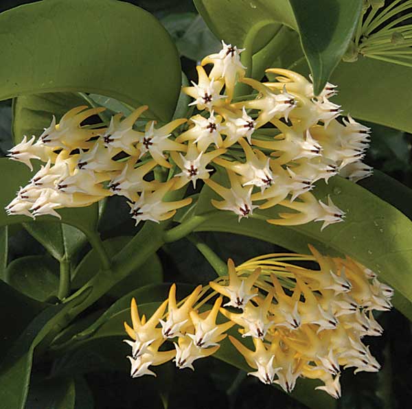 Shooting Stars Wax Plant (Hoya multiflora)