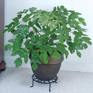 Snowflake Plant (Trevesia palmata)