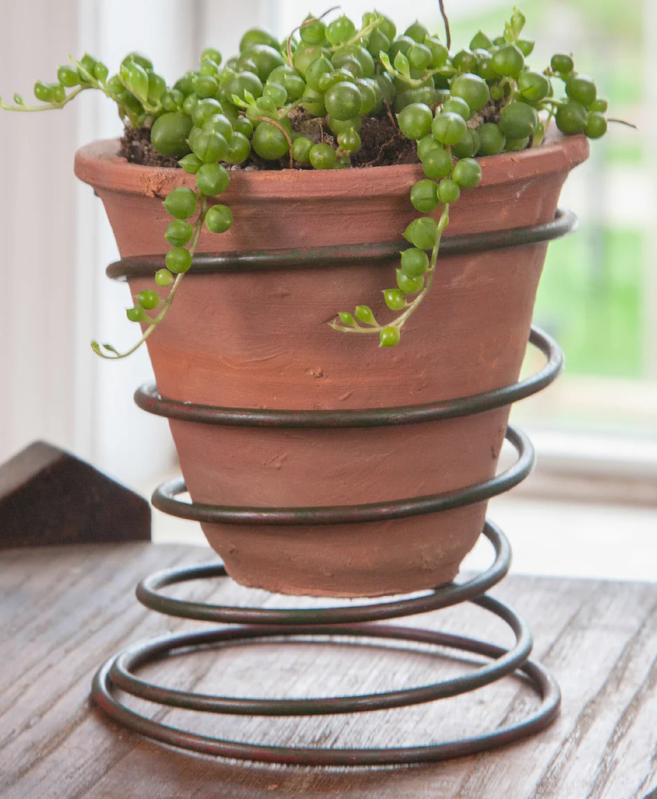 Spring Pot and Bead Plant (Senecio rowleyanus)