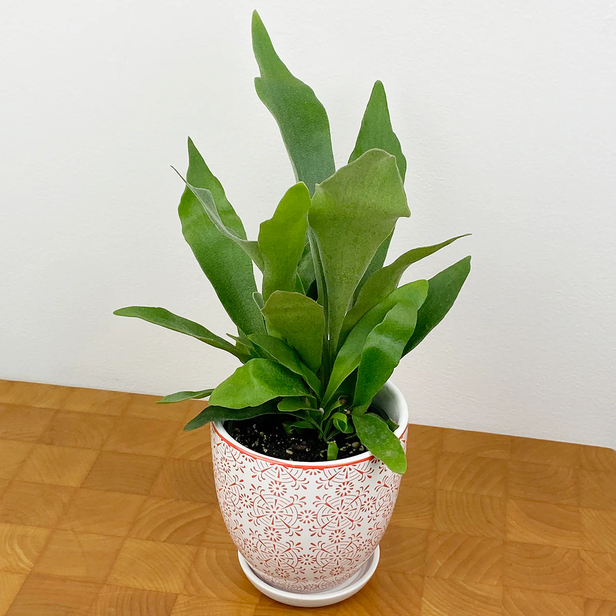 Staghorn Fern (Platycerium bifurcatum) - Image 3