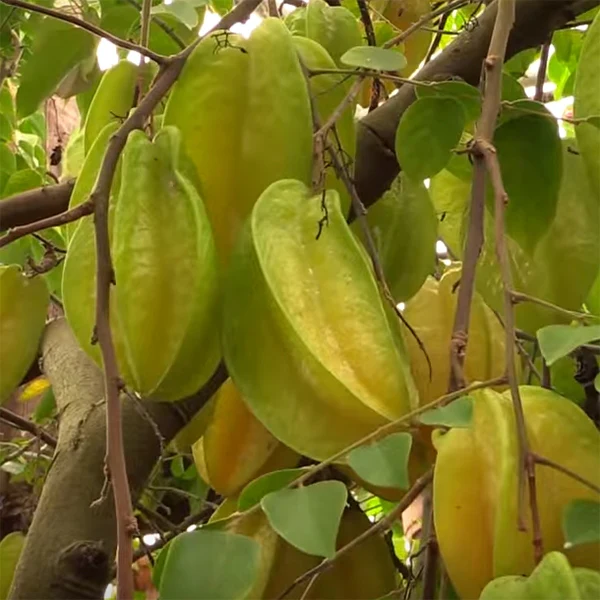 Star Fruit ‘Arkin’ (Averrhoa carambola hybrid) - Image 2