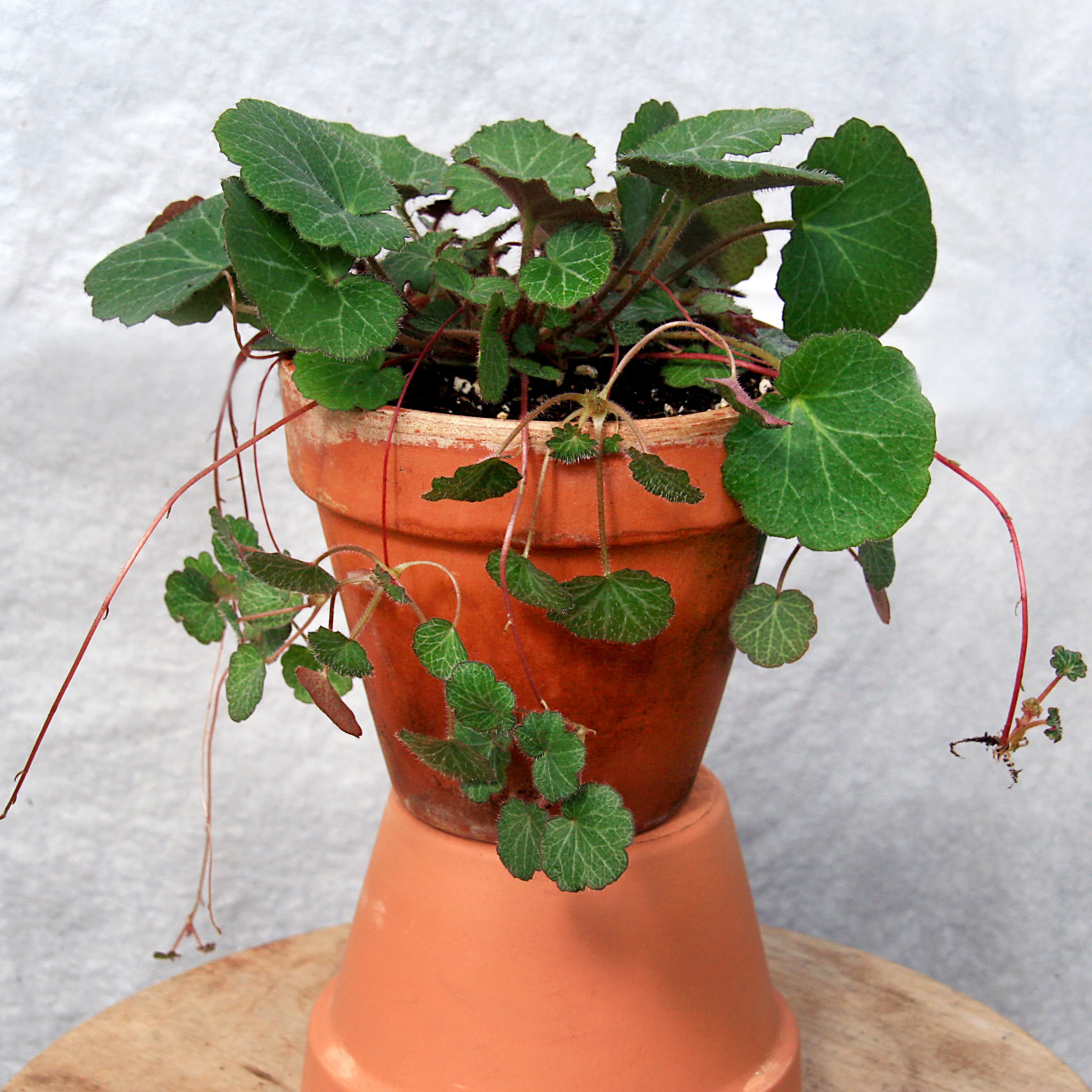 Strawberry Begonia (Saxifragra stolonifera)