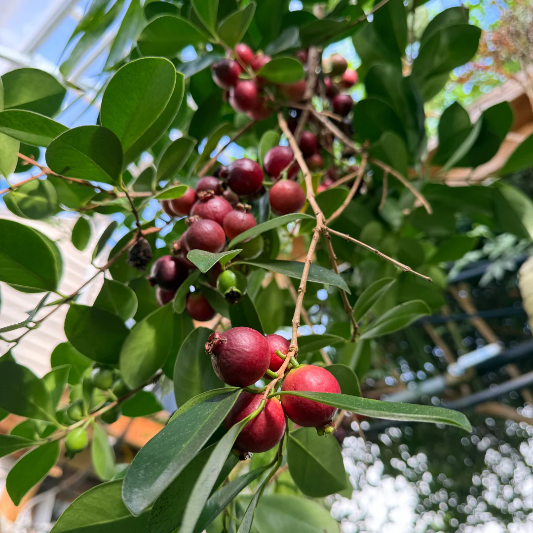 Strawberry Guava Tree (Psidium cattleyanum) - Image 3