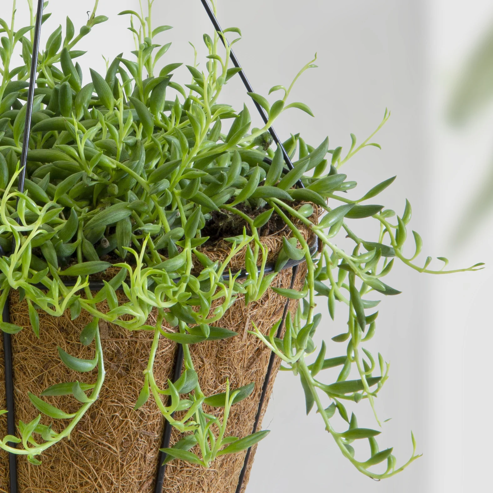 String of Bananas (Senecio radicans)