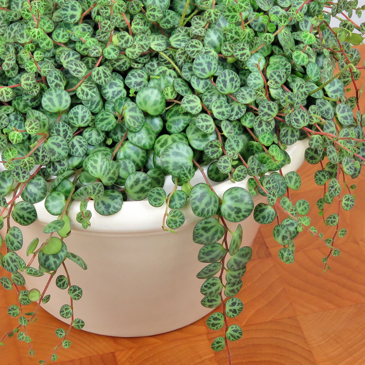 String of Turtles (Peperomia prostrata) - Image 2
